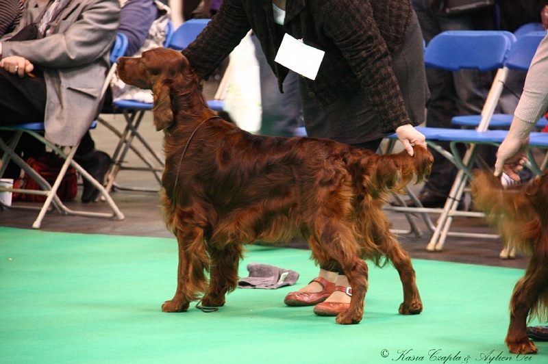 Crufts2011 437.jpg